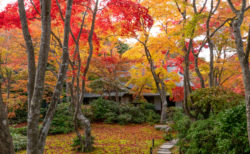 紅に包まれるお庭。紅葉は嵐山の穴場・大河内山荘がオススメ！