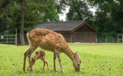かわいいがいっぱい。子鹿に出会う初夏の奈良公園