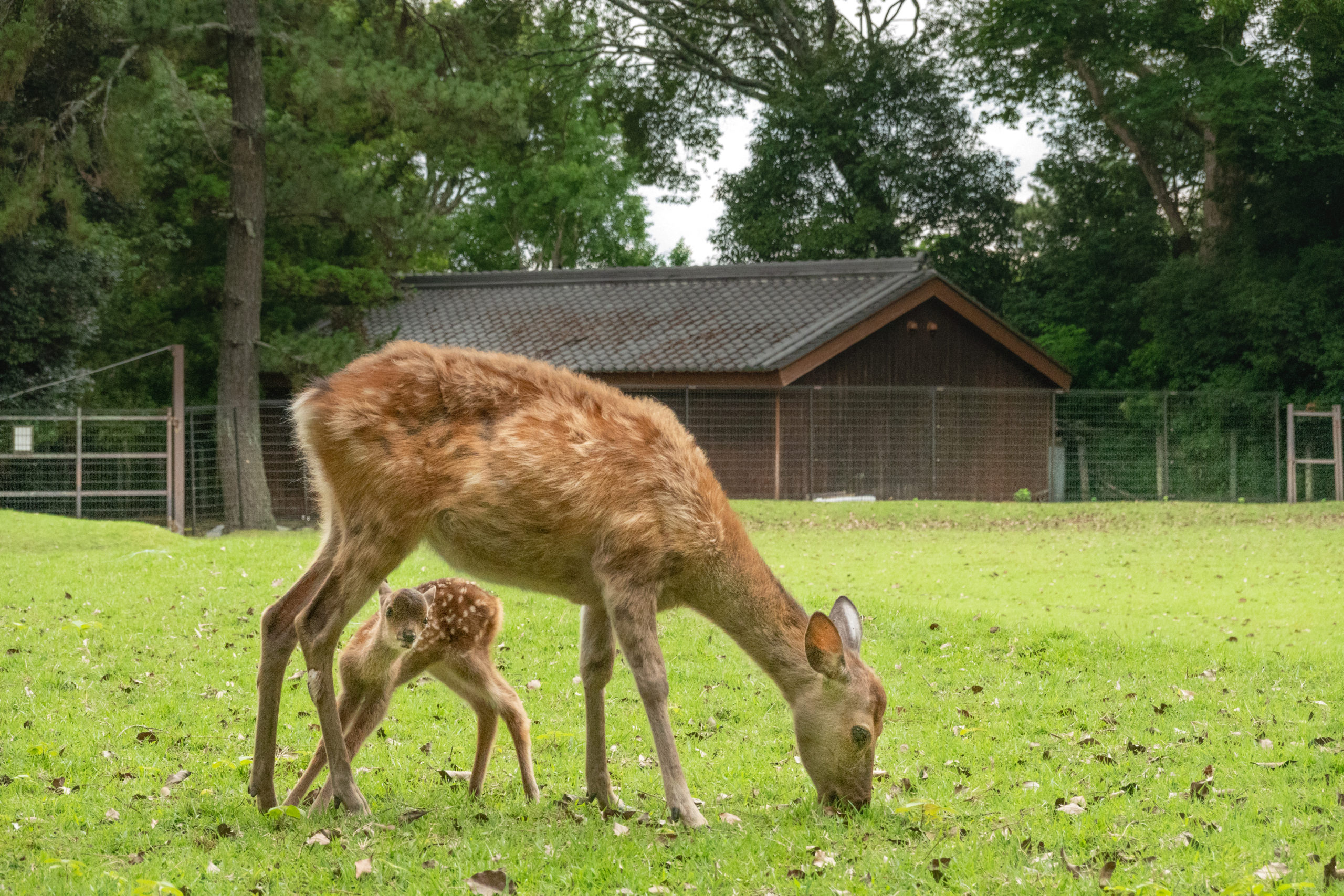 かわいいがいっぱい。子鹿に出会う初夏の奈良公園