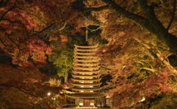 奈良県中部で紅葉ライトアップを見るならここ！秋の談山神社が幻想的だった