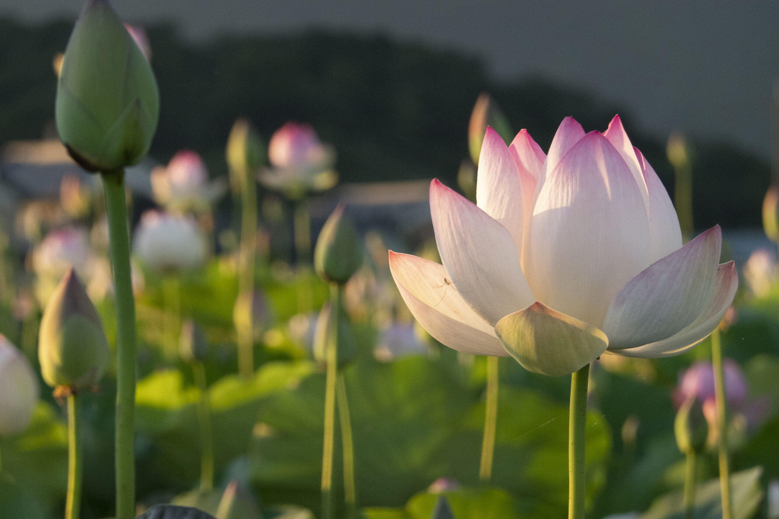 藤原宮跡のハスの花をタイムラプスで撮ってみた 旅と雑貨と ときどきネコ